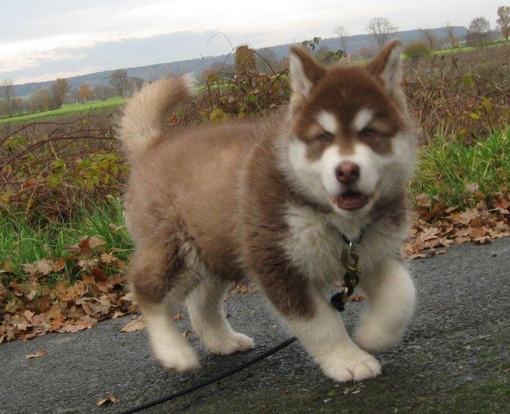 Danko 9 Wochen 2 022